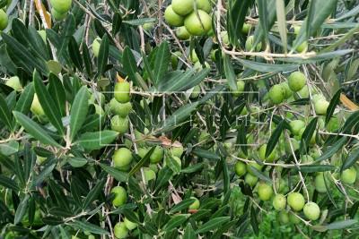 Оливковая роща с 50 оливковыми деревьями, в 2 км от центра города, Новиград